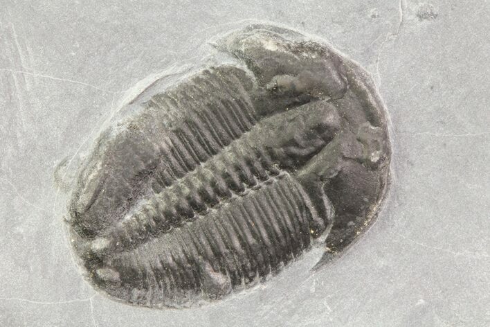 Elrathia Trilobite In Shale - Utah #71038